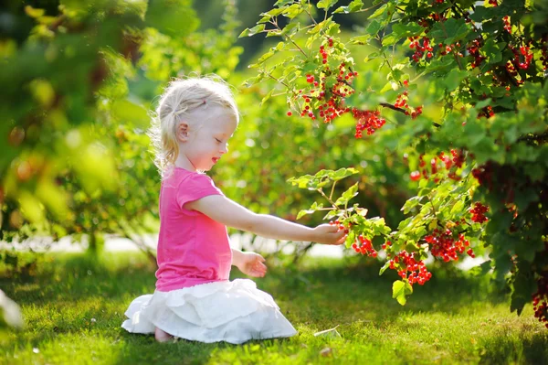 Mała dziewczynka malucha, zbierając czerwone porzeczki — Zdjęcie stockowe