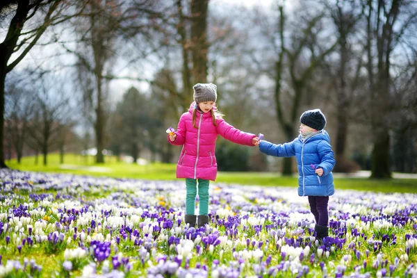 Małe siostry zrywanie kwiatów crocus — Zdjęcie stockowe