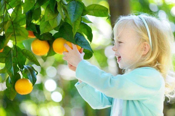 Little girl picking fresh ripe oranges — Stock Photo, Image