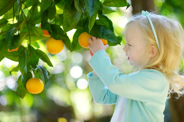 Gadis kecil memetik jeruk matang segar — Stok Foto