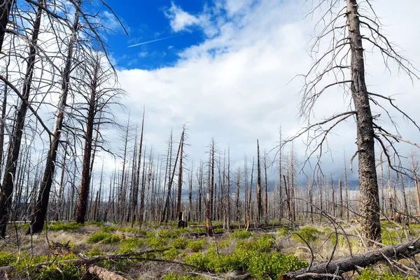 Forêt d'arbres morts dans Bryce Canyon — Photo