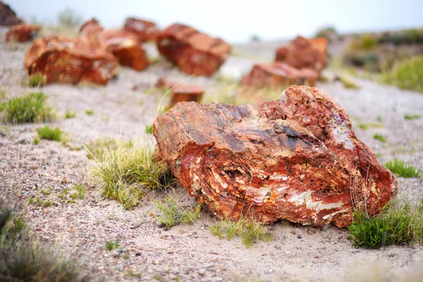 Petrified wood in the Petrified Forest — Stock Photo, Image