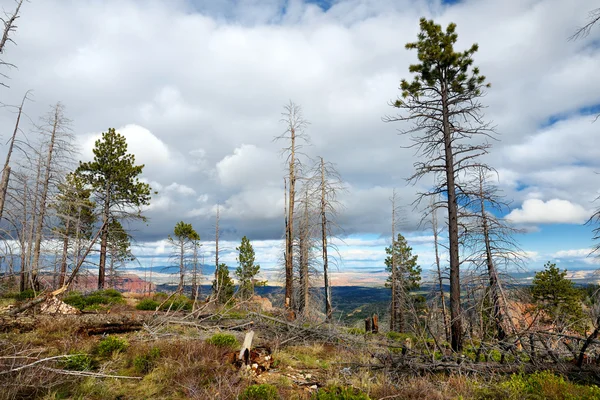 Foresta di alberi morti nel Bryce Canyon — Foto Stock