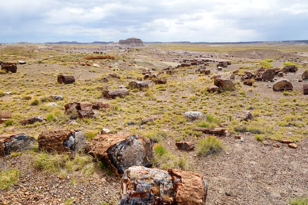 Petrified wood in the Petrified Forest — Stock Photo, Image
