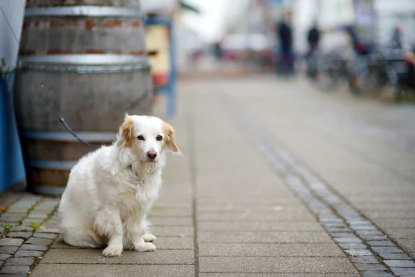 Hond zijn meester te wachten — Stockfoto