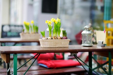 Nergis çiçek kafede çiçek açması