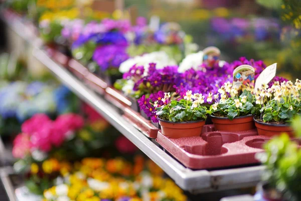 Flowers sold in outdoor flower shop — Stock Photo, Image