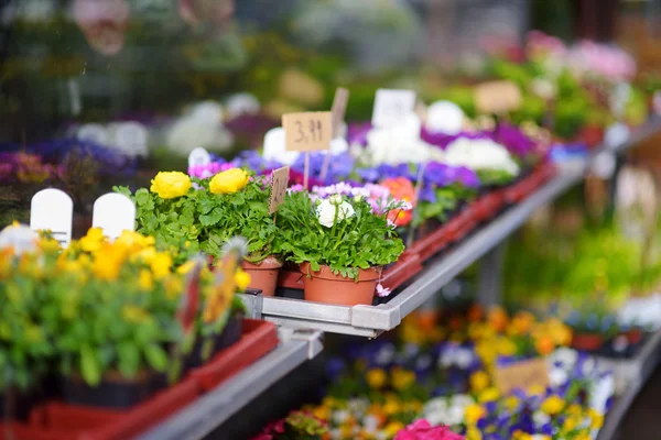 Fiori venduti in negozio di fiori all'aperto — Foto Stock