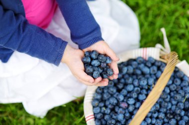 yaban mersini tutan eller