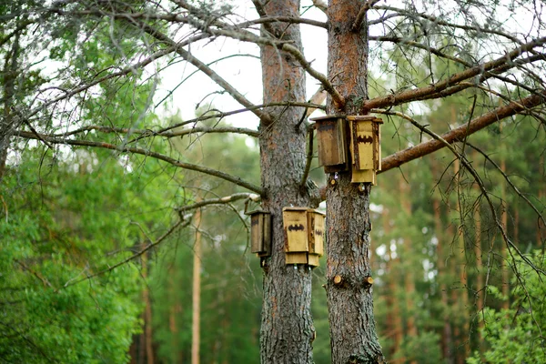 Ящики с летучими мышами прикреплены к стволу деревьев — стоковое фото