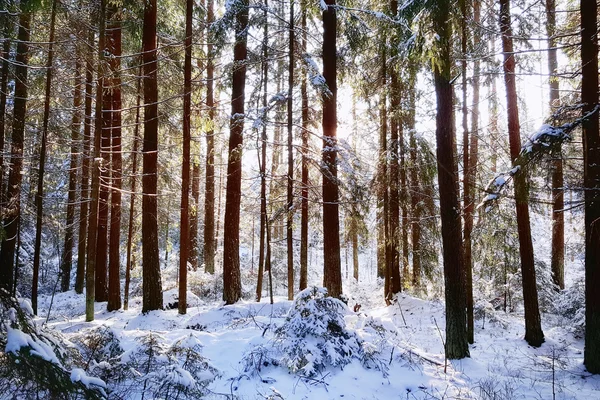 Floresta de pinheiro coberta de neve — Fotografia de Stock