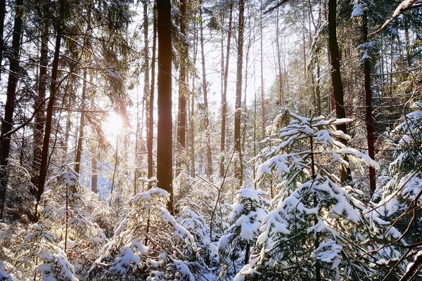 Floresta de pinheiro coberta de neve — Fotografia de Stock