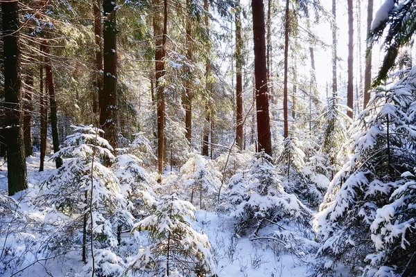 Las sosnowy, pokryte śniegiem — Zdjęcie stockowe