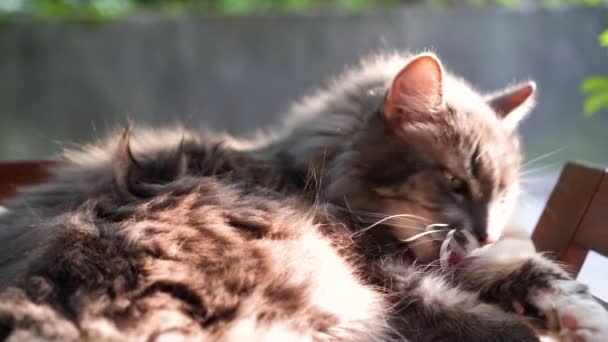 Cute grey cat lying outdoors on nice and sunny autumn day — Stock Video