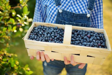 Childs 'ın elleri yaban mersinli sepeti tutuyor. Sıcak ve güneşli bir yaz gününde organik yaban mersini çiftliğinden taze böğürtlen toplamak. Küçük çocuklar için taze sağlıklı organik yiyecekler. Yazın aile aktiviteleri.