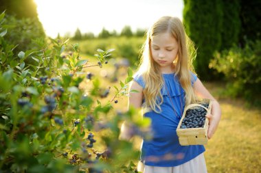 Sıcak ve güneşli bir yaz gününde organik yaban mersini çiftliğinde taze böğürtlen toplayan tatlı genç kız. Küçük çocuklar için taze sağlıklı organik yiyecekler. Yazın aile aktiviteleri.