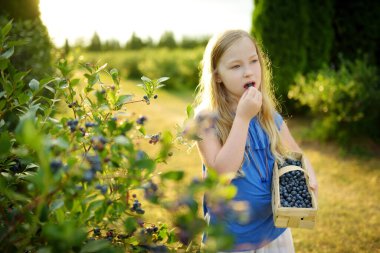 Sıcak ve güneşli bir yaz gününde organik yaban mersini çiftliğinde taze böğürtlen toplayan tatlı genç kız. Küçük çocuklar için taze sağlıklı organik yiyecekler. Yazın aile aktiviteleri.