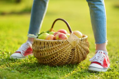 Bir sepet dolusu taze organik elma. Yaz günü elma bahçesinde elma hasadı. Bahçede meyve topluyorum. Taze sağlıklı yiyecekler. Yaz aylarında aile beslenmesi.