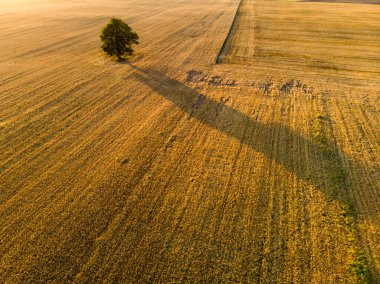 Farklı ekinlerden oluşan tarımsal parsellerin havadan görünüşü. Tarlanın ortasında yalnız bir ağaç. Saman balyası tarlaları ve Litvanya 'nın tarım arazileri. Güneşli yaz akşamı.