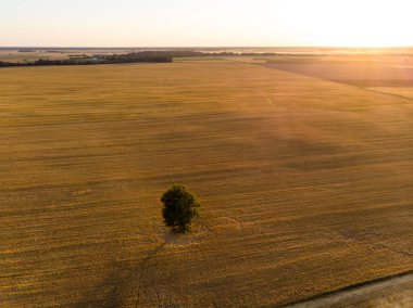 Farklı ekinlerden oluşan tarımsal parsellerin havadan görünüşü. Tarlanın ortasında yalnız bir ağaç. Saman balyası tarlaları ve Litvanya 'nın tarım arazileri. Güneşli yaz akşamı.