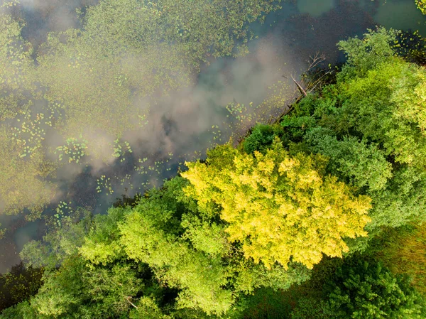 Beautiful aerial forest scene in summer. Green trees and river on sunny summer day. City park scenery in Vilnius, Lithuania.