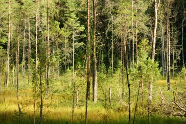 Güzel bir çam ve yaprak döken orman, Litvanya, Avrupa