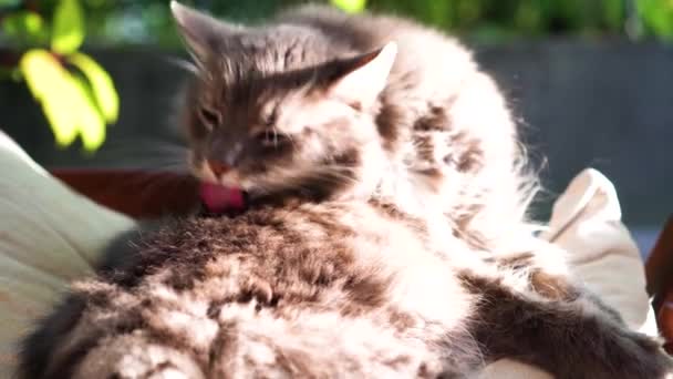 Schattige grijze kat liggend buiten op mooie en zonnige herfstdag — Stockvideo