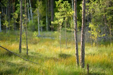 Güzel bir çam ve yaprak döken orman, Litvanya, Avrupa