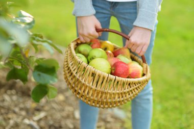 Bir sepet dolusu taze organik elma. Yaz günü elma bahçesinde elma hasadı. Bahçede meyve topluyorum. Taze sağlıklı yiyecekler. Yaz aylarında aile beslenmesi