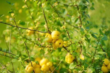 Japon ayva çalısı dalında olgunlaşan parlak sarı ayva meyveleri. Bahçede güneşli bir yaz günü. Taze organik meyve topluyorum..