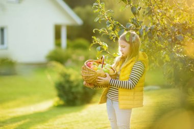 Yaz günü elma bahçesinde elma toplayan tatlı genç bir kız. Çocuk bahçede meyve topluyor. Çocuklar için taze sağlıklı yiyecekler. Yaz aylarında aile beslenmesi.