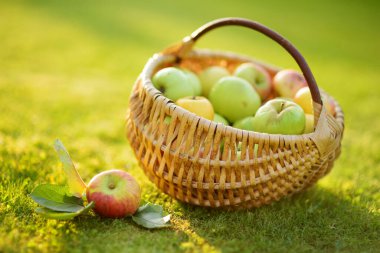 Bir sepet dolusu taze organik elma. Yaz günü elma bahçesinde elma hasadı. Bahçede meyve topluyorum. Taze sağlıklı yiyecekler. Yaz aylarında aile beslenmesi