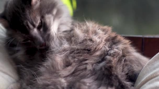 Vista lenta de gato cinza bonito deitado ao ar livre no dia de outono agradável e ensolarado — Vídeo de Stock