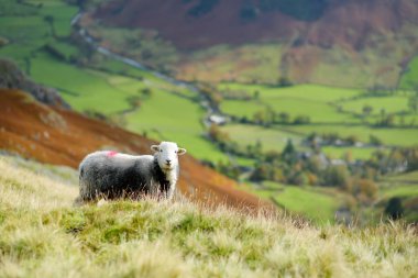 Lake District 'in Büyük Langdale vadisinde dağlarda otlayan koyunlar. Buzul kurdele gölleri ve engebeli dağlarıyla ünlüdür. Cumbria, Kuzey Batı İngiltere.