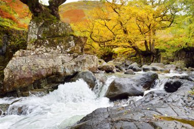 Stonethwaite Beck 'in vahşi suları Langstrath Beck ve Greenup Gill' in kavşağında kurulmuş küçük bir nehirdir. Cumbria, İngiltere 'nin güzel doğasını keşfediyor..