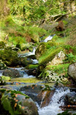 Buttermere Gölü yakınlarındaki Woodland, İngiltere 'nin Lake District bölgesinde yer alıyor. Lakeland 'in popüler turistik merkezi, gölün etrafında koşan patikalar sunuyor ve çevredeki dağların zirvelerine yürüyor..