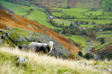 Lake District 'in Büyük Langdale vadisinde dağlarda otlayan koyunlar. Buzul kurdele gölleri ve engebeli dağlarıyla ünlüdür. Cumbria, Kuzey Batı İngiltere.