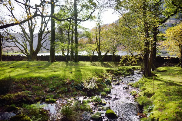 Woodland Buttermere Lake Located Lake District Popular Tourist Attraction Lakeland — Stock Photo, Image