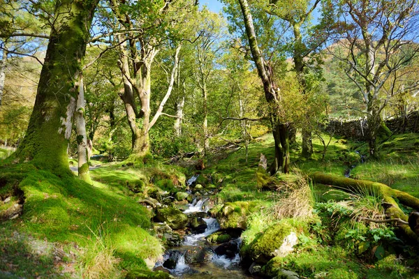 Woodland Pobliżu Jeziora Buttermere Położone Lake District Wielka Brytania Popularna — Zdjęcie stockowe