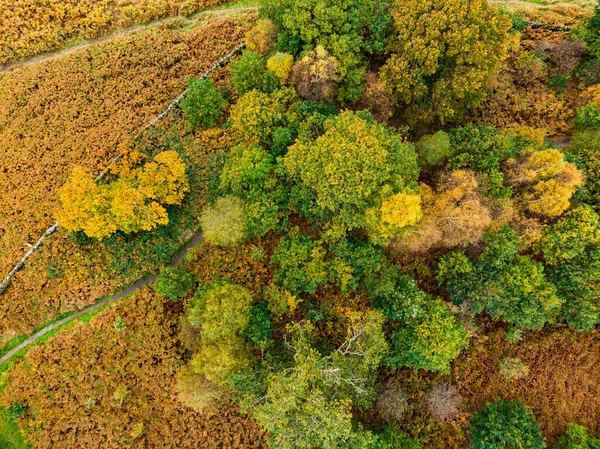 Vista Aérea Cima Para Baixo Floresta Outono Lake District Famosa — Fotografia de Stock