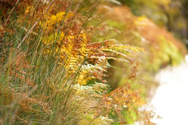 Güzel Altın Eğreltiotu Yaprakları Parlak Bir Sonbahar Gününde Gölde Nehirde — Stok fotoğraf