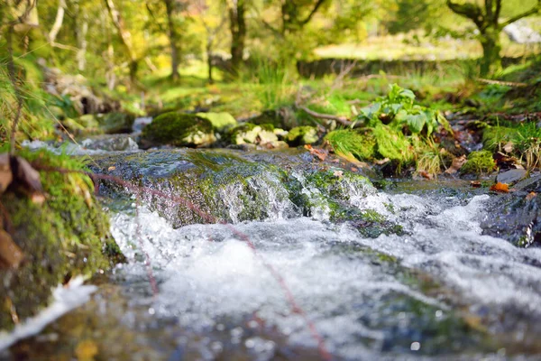 Bosque Cerca Del Lago Buttermere Ubicado Distrito Los Lagos Reino — Foto de Stock