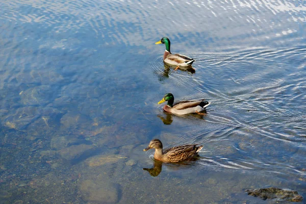 Sonbaharın Başlarında Nehirde Bir Ördek Doğadaki Kuşlar — Stok fotoğraf