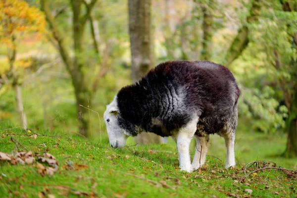 在绿色的牧场上放牧的羊身上有五彩斑斓的染料 英格兰繁茂的绿色草地上喂养的成年绵羊和小羊羔 — 图库照片