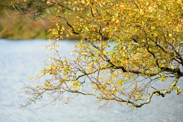 Krásné Zlaté Listy Větvi Stromu Jasný Podzimní Den Jezero Nebo — Stock fotografie