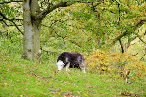 在绿色的牧场上放牧的羊身上有五彩斑斓的染料 英格兰繁茂的绿色草地上喂养的成年绵羊和小羊羔 — 图库照片