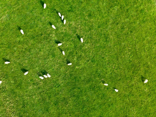 緑の牧草地でカラフルな染料放牧とマーク羊の空中ビュー 大人の羊や赤ちゃんの子羊は イングランドの緑豊かな牧草地で給餌 — ストック写真