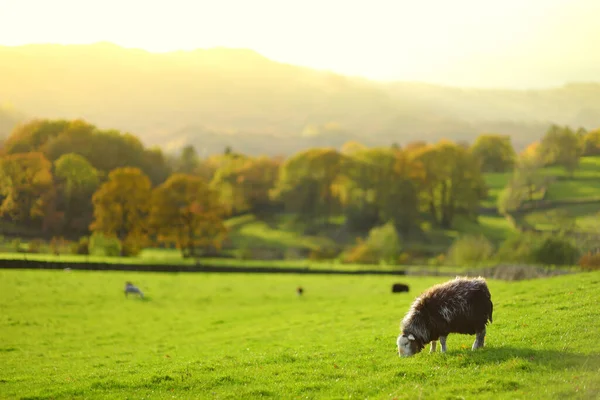 Sheep Marked Colorful Dye Grazing Green Pastures Autumn Day Adult — Stock Photo, Image