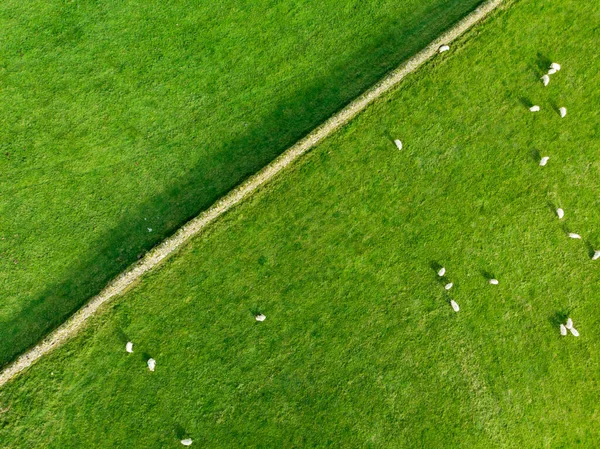 Yeşil Otlaklarda Otlayan Renkli Boyalarla Işaretlenmiş Koyunların Havadan Görünüşü Yetişkin — Stok fotoğraf