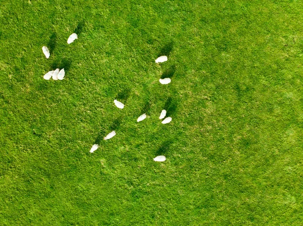 Vista Aérea Ovelhas Marcadas Com Corante Colorido Pastando Pastos Verdes — Fotografia de Stock